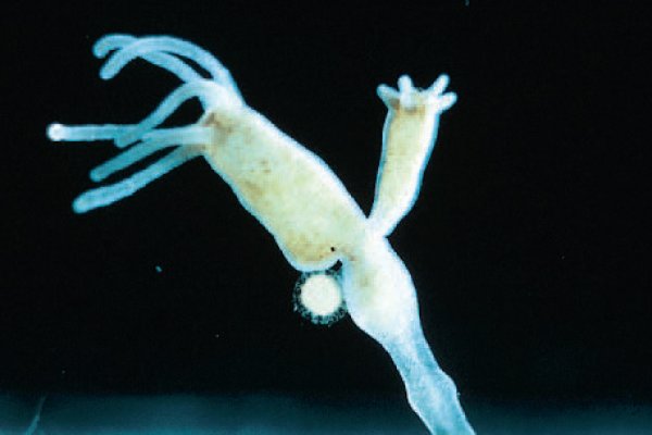 Ссылка на кракен krakens13 at