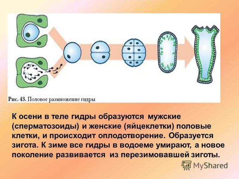 Кракен как войти