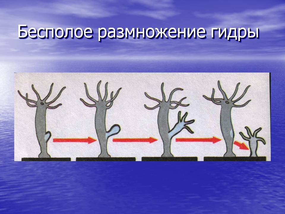 Kraken clear ссылка